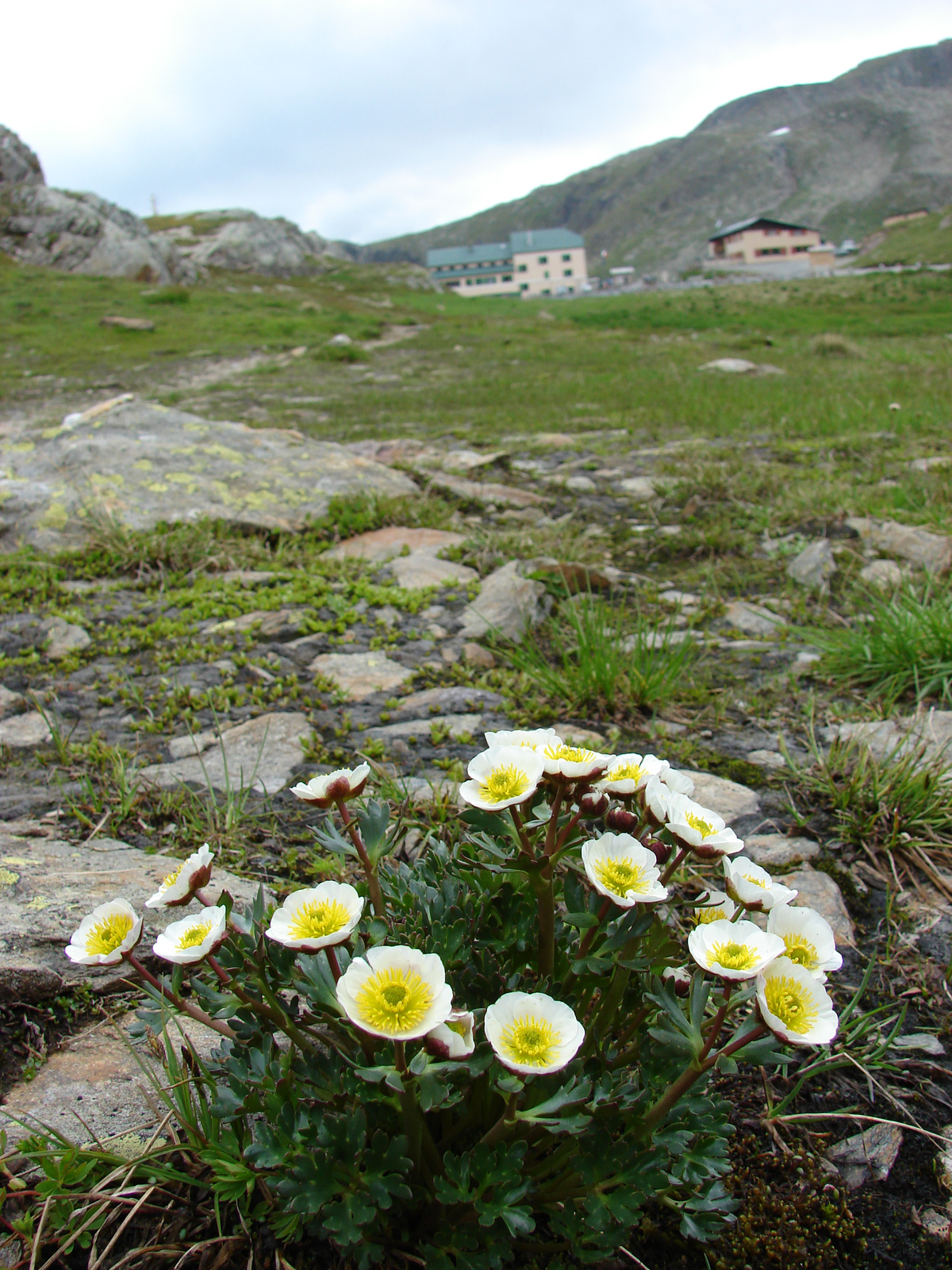 Gleccserboglárka (Ranunculus glacialis)