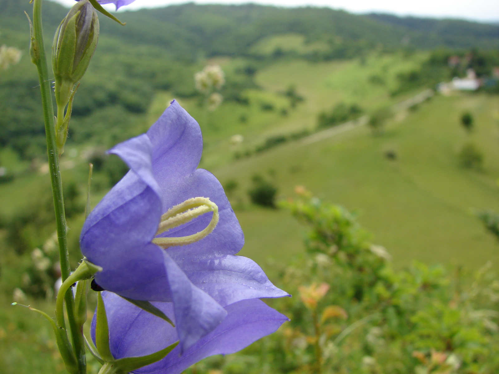 Visoko-i emlék.