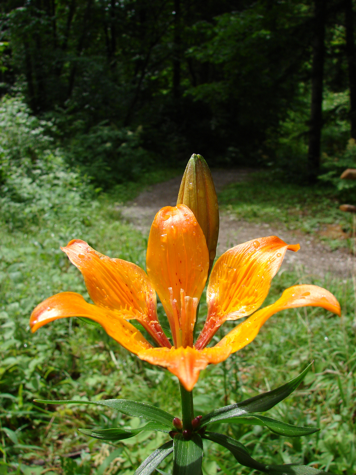 Tüzes liliom (Lilium bulbiferum ssp. bulbiferum)