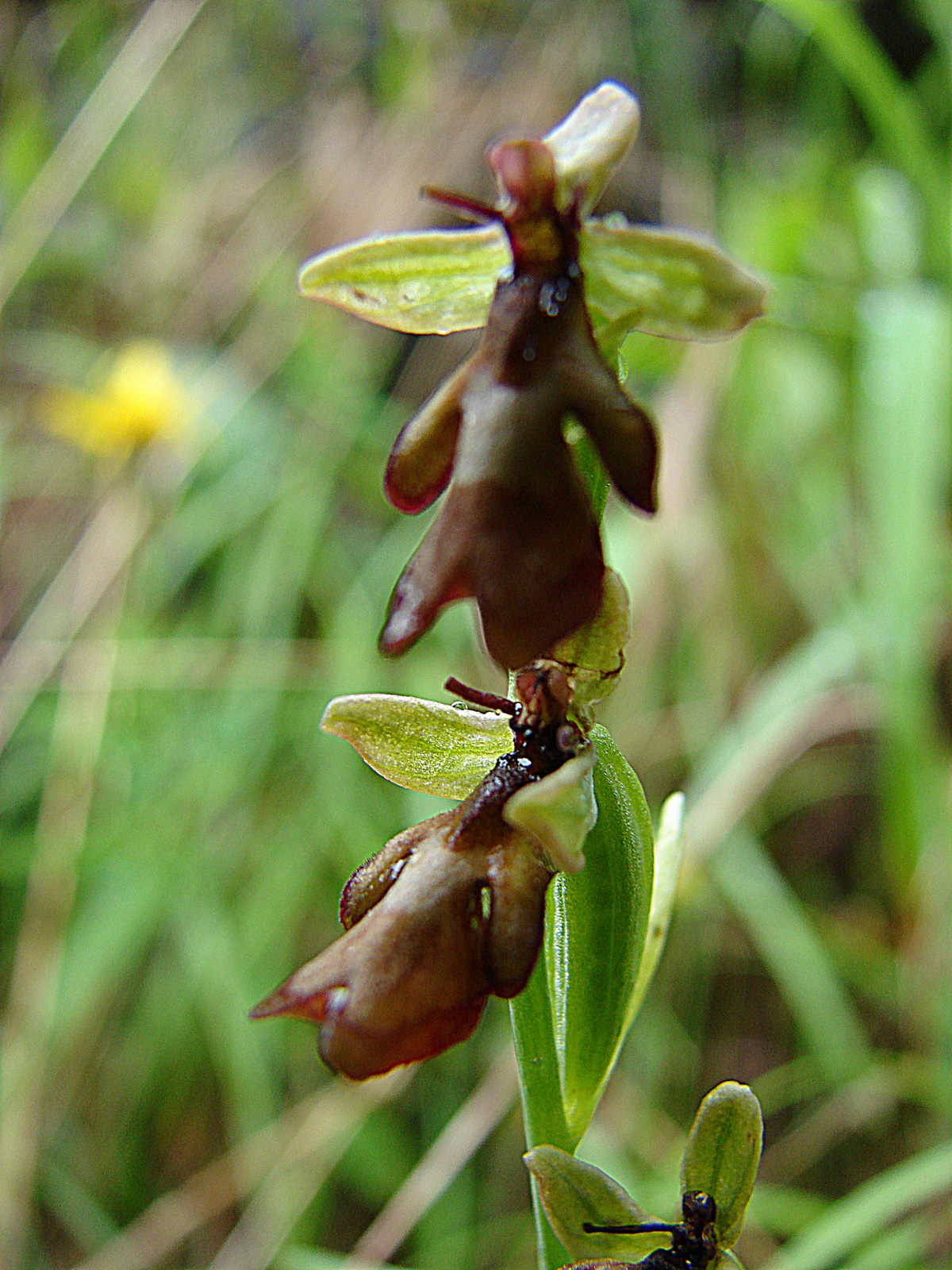 Légybangó (Ophrys insectifera)