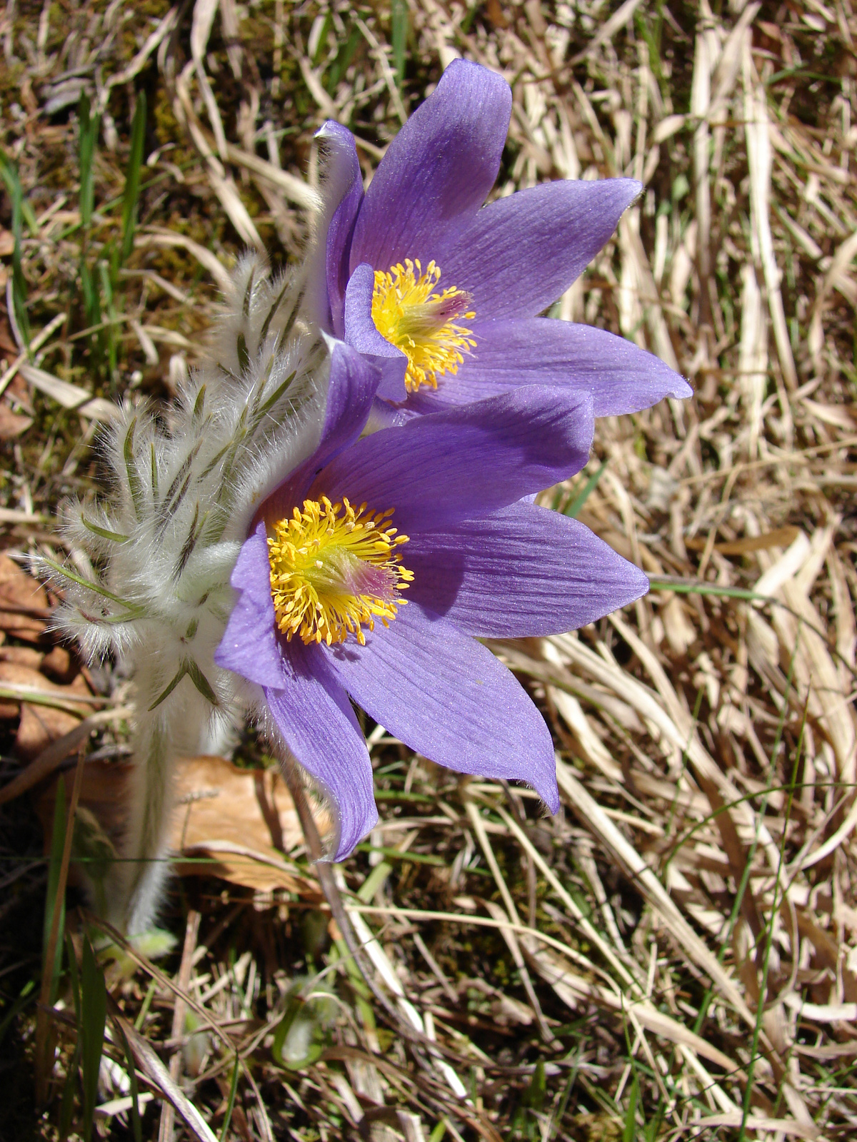 Szláv kökörcsin (Pulsatilla subslavica)