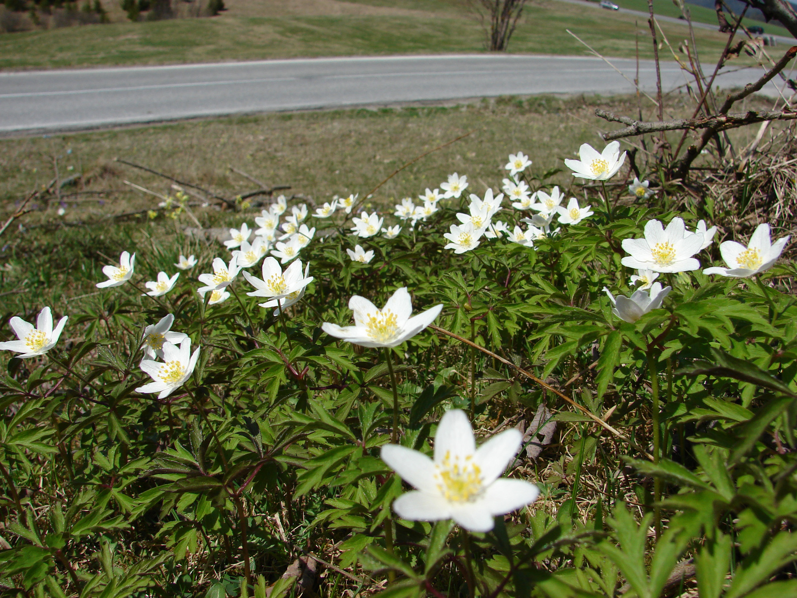 Berki szellőrózsa (Anemone nemorosa)