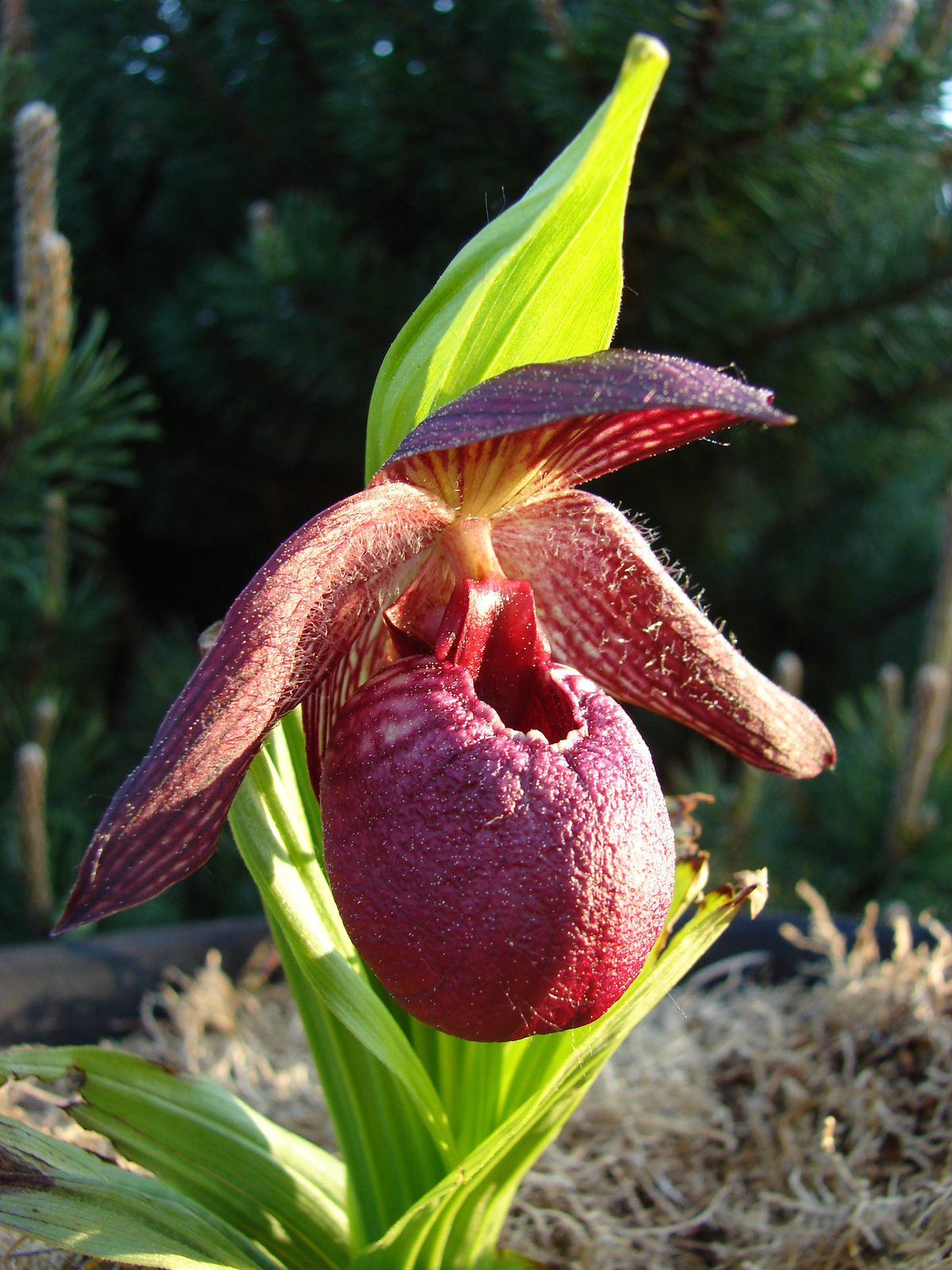 Tibeti orchidea (Cypripedium tibeticum var.corrugatum)