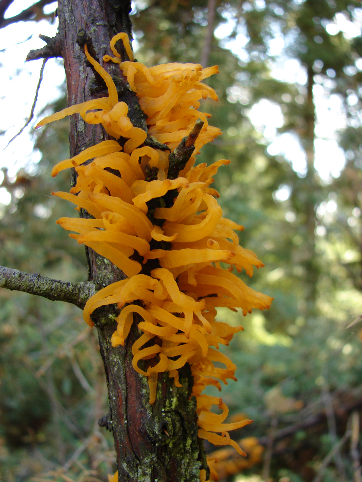 Sárga bunkógomba (Clavaria sp.)