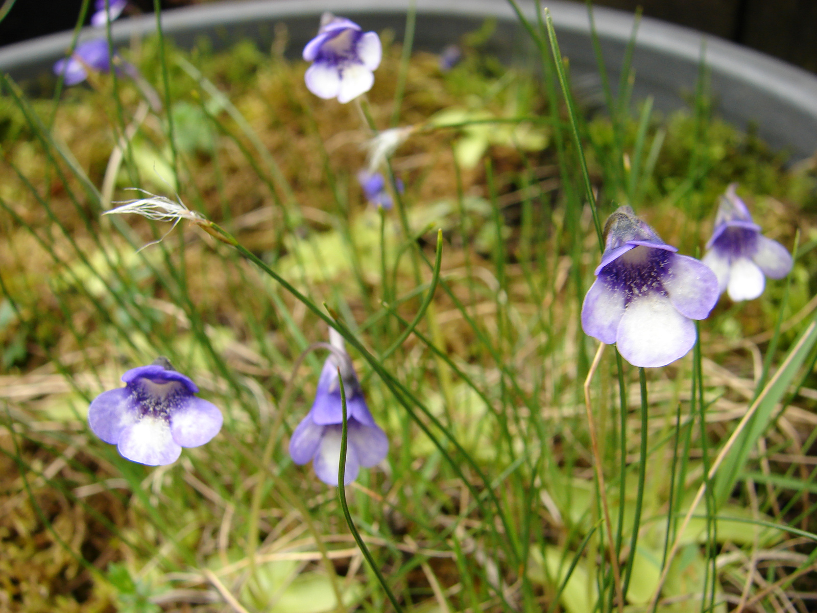 Pinguicula leptoceras csoport