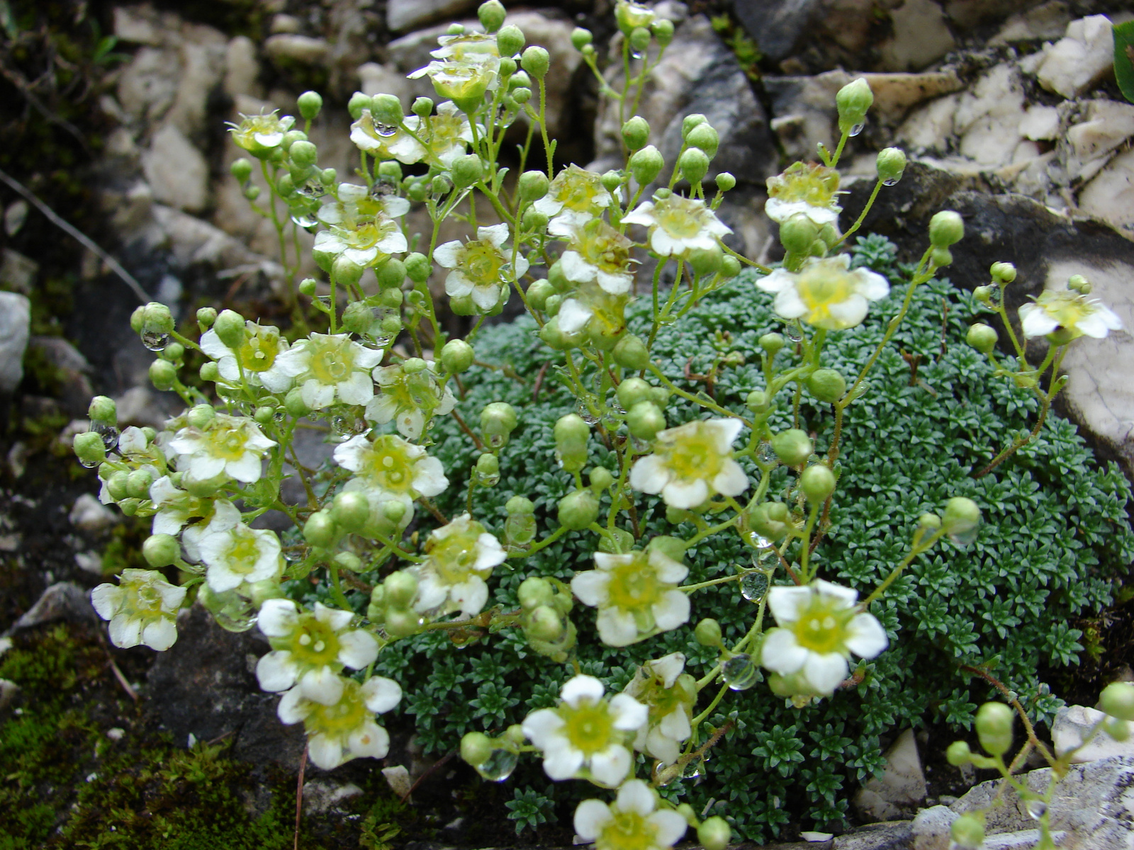 Szürke kőtörőfű (Saxifraga caesia)