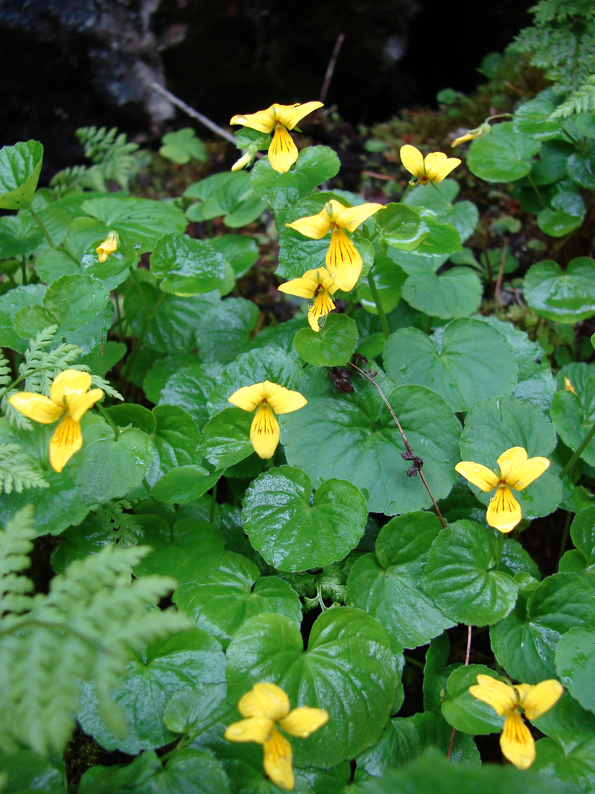 Sárga ibolya (Viola biflora)