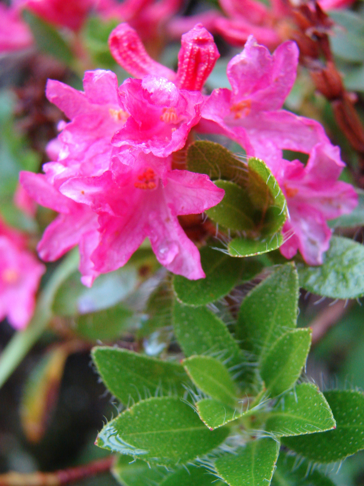 Rozsdás havasszépe (Rhododendron ferrugineum)