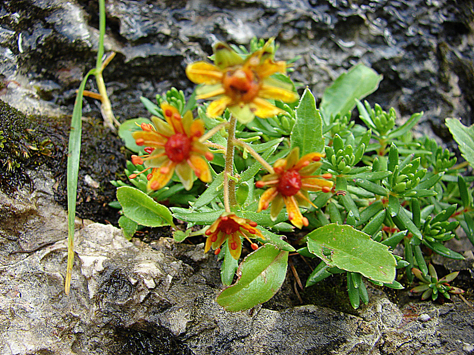 Pillás kőtörőfű (Saxifraga aizoides)