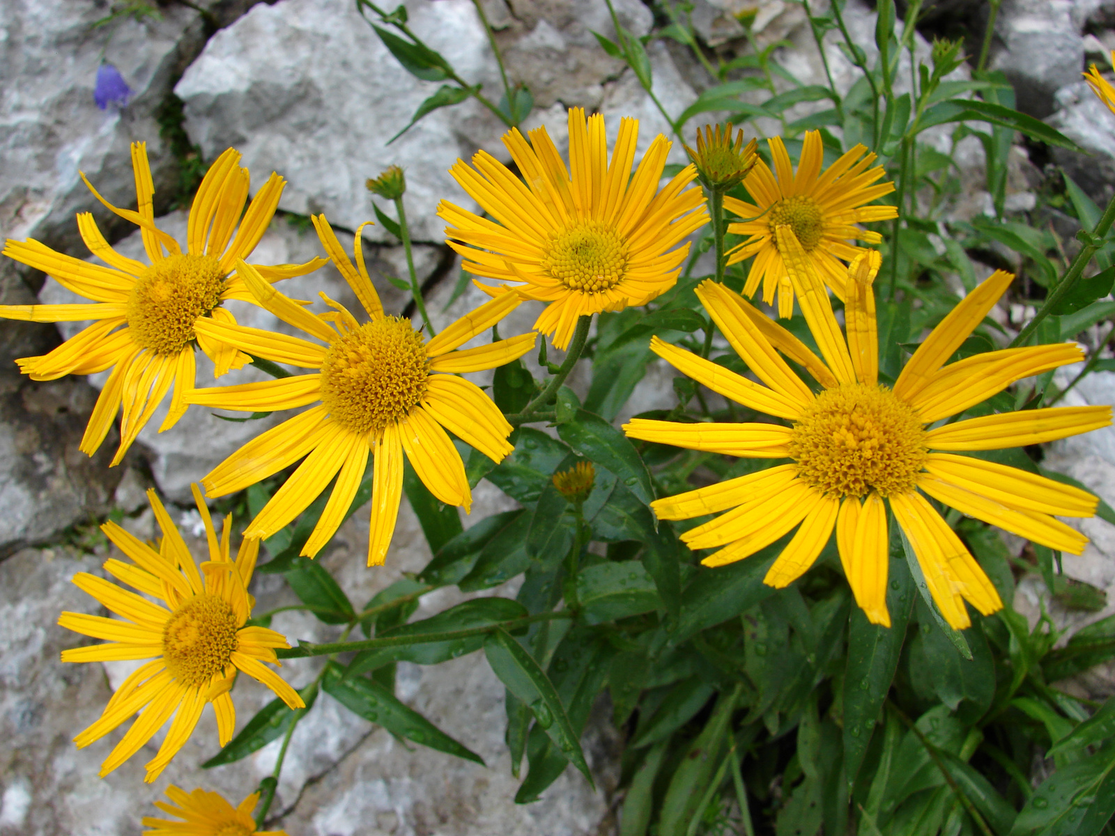 Ökörszem (Buphthalmum salicifolium)