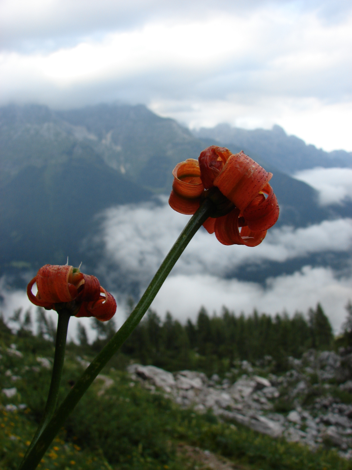 Krajnai (havasi) liliom (Lilium carniolicum)