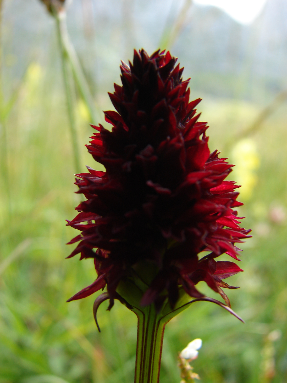 Fekete (sötét)-kosbor (Nigritella nigra)