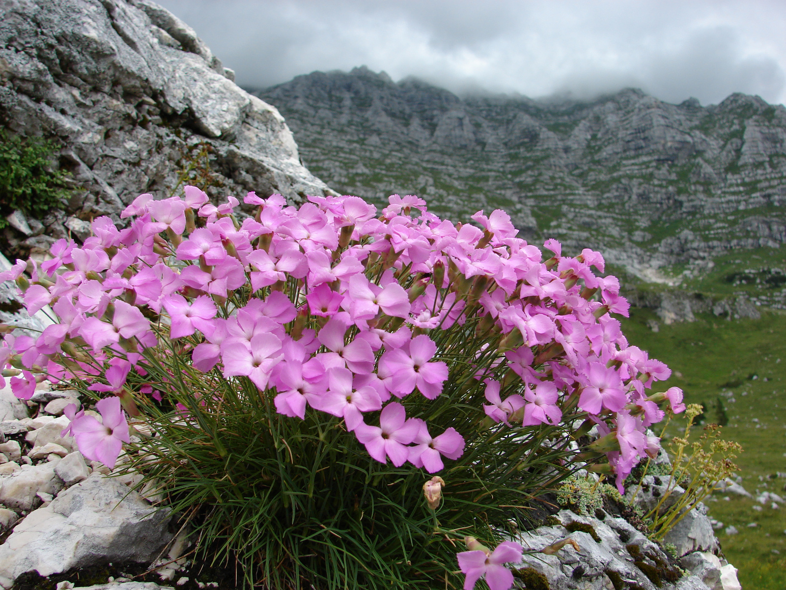 Erdei szegfű (Dianthus sylvestris)