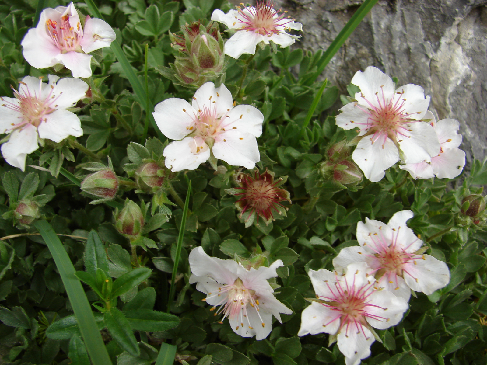 Havasi pimpó (Potentilla nitida)