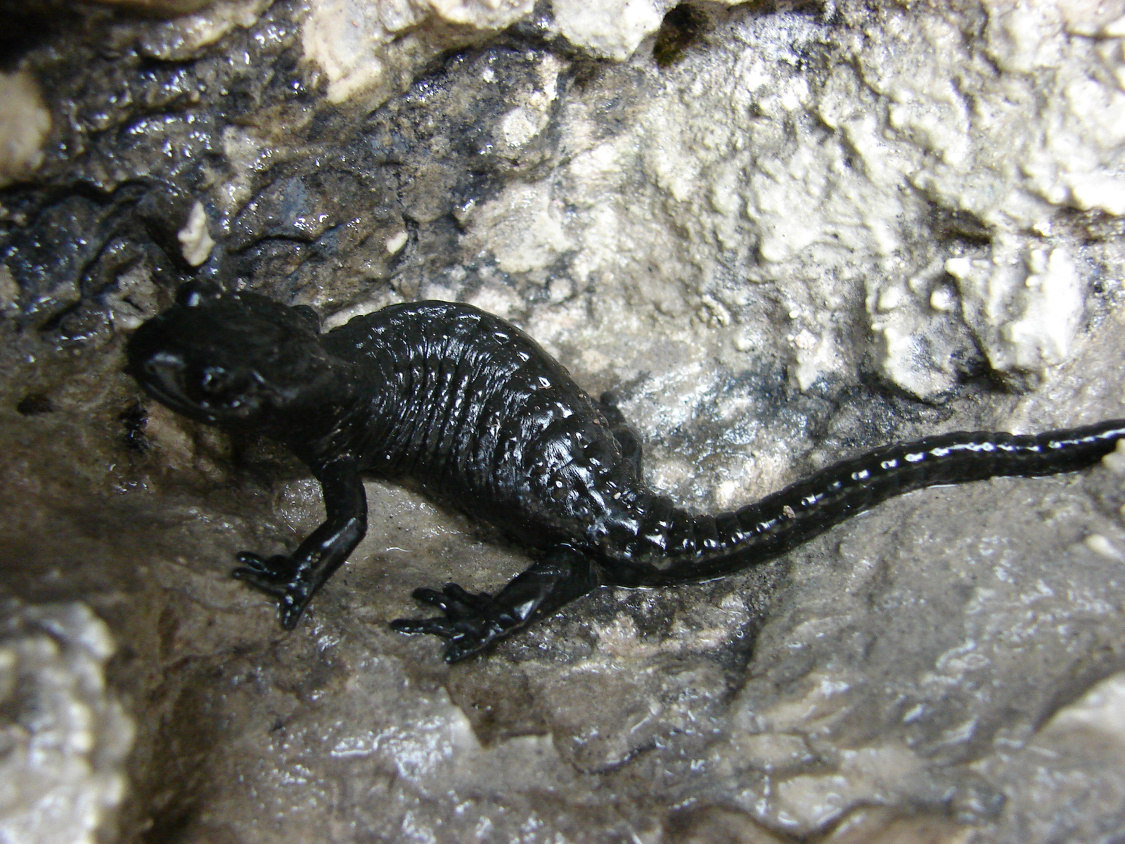 Alpesi szalamandra (Salamandra atra)
