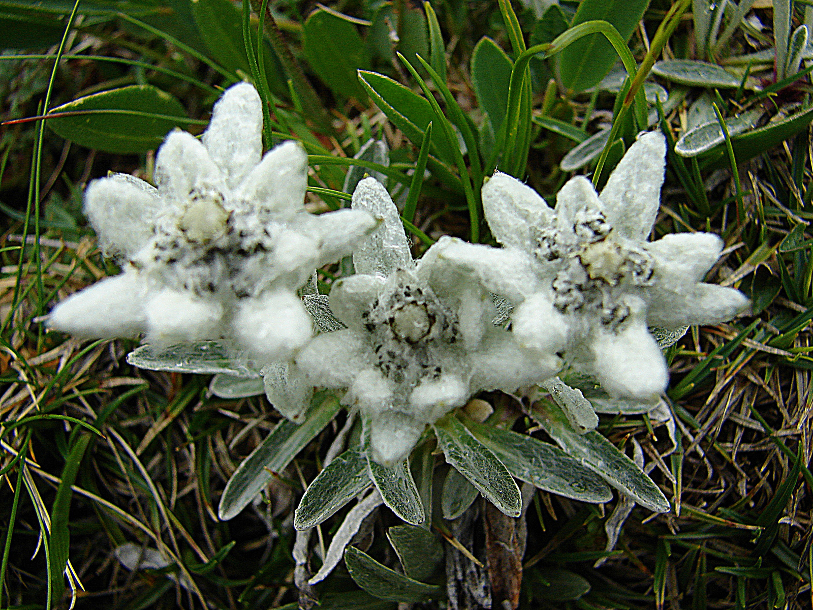 Havasi gyopár (Leontopodium alpinum)