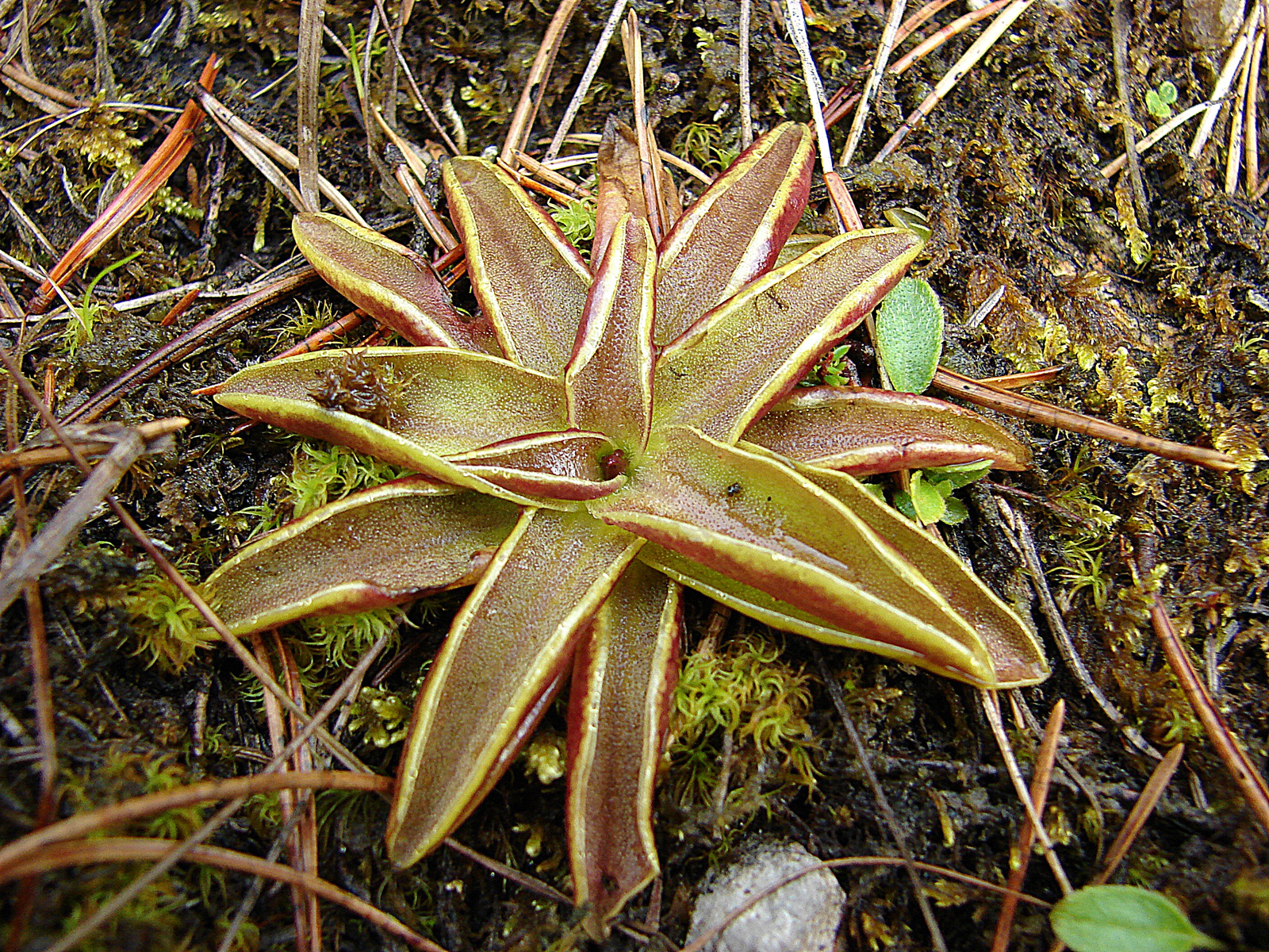 Havasi hízóka (Pinguicula alpina)