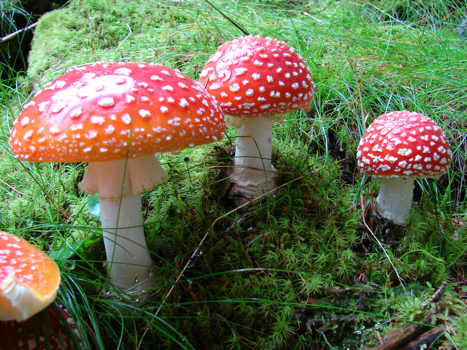 Légyölő galóca (Amanita muscaria)