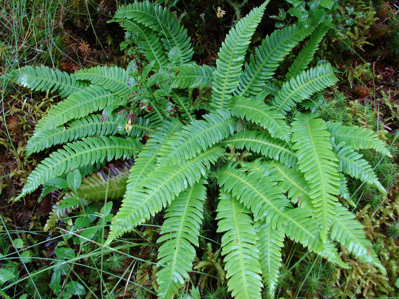 Bordapáfrány (Blechnum spicant).