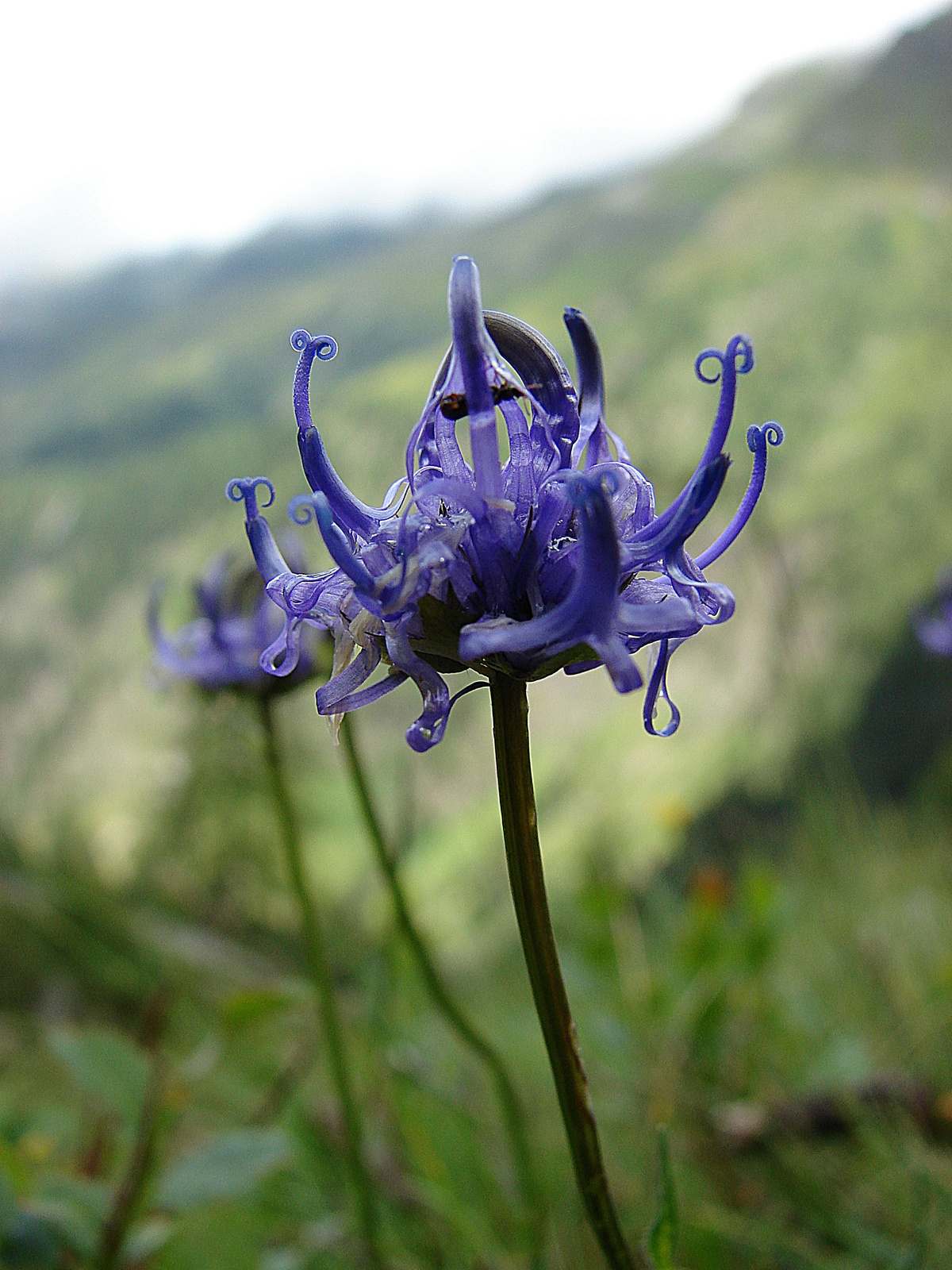 Varjúköröm (Phyteuma hemisphaericum)