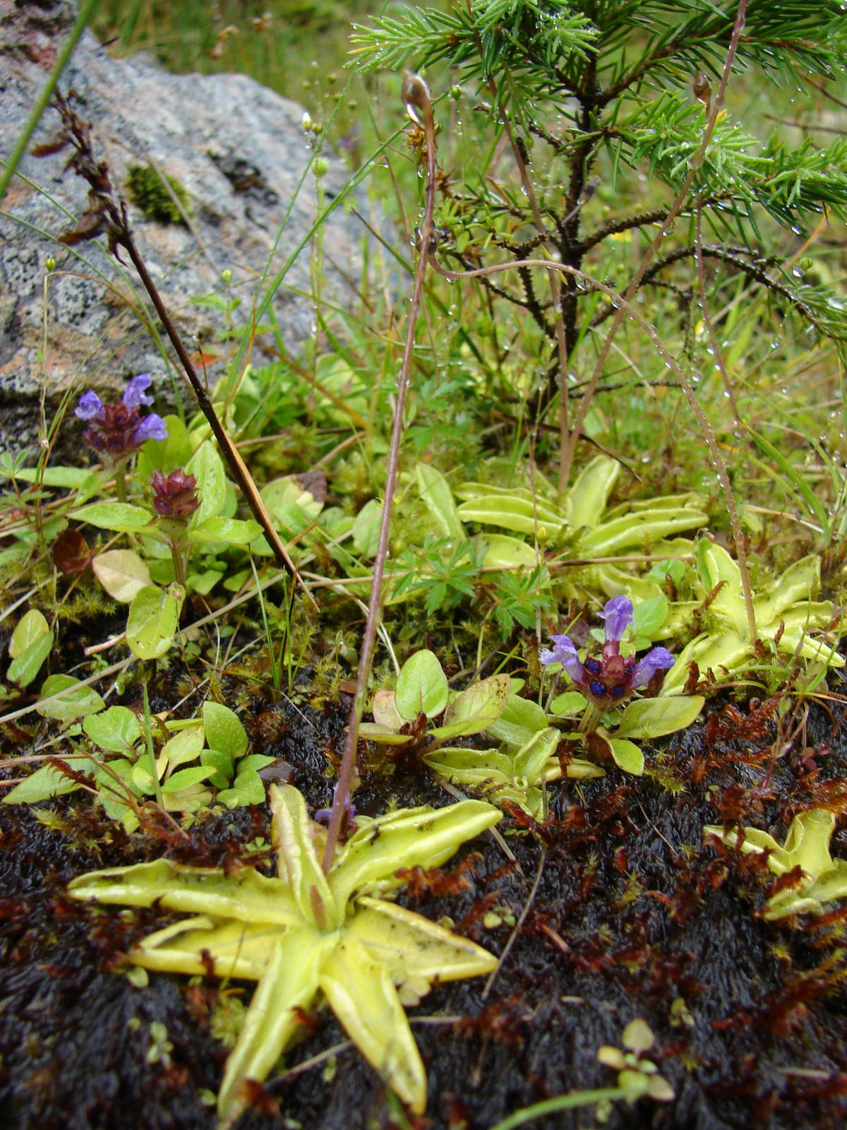 Lápi hízókák (Pinguicula vulgaris)