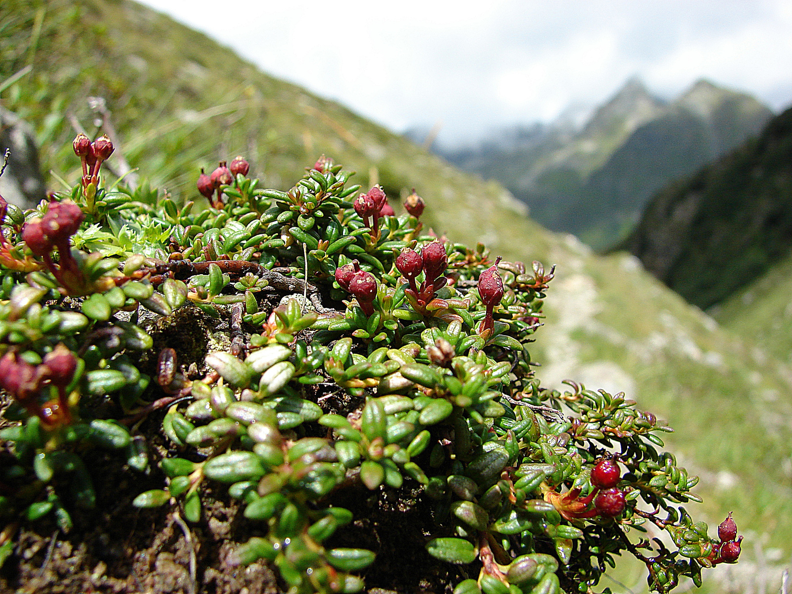 Terméses Loiseleur-hanga (Loiseleuria procumbens)