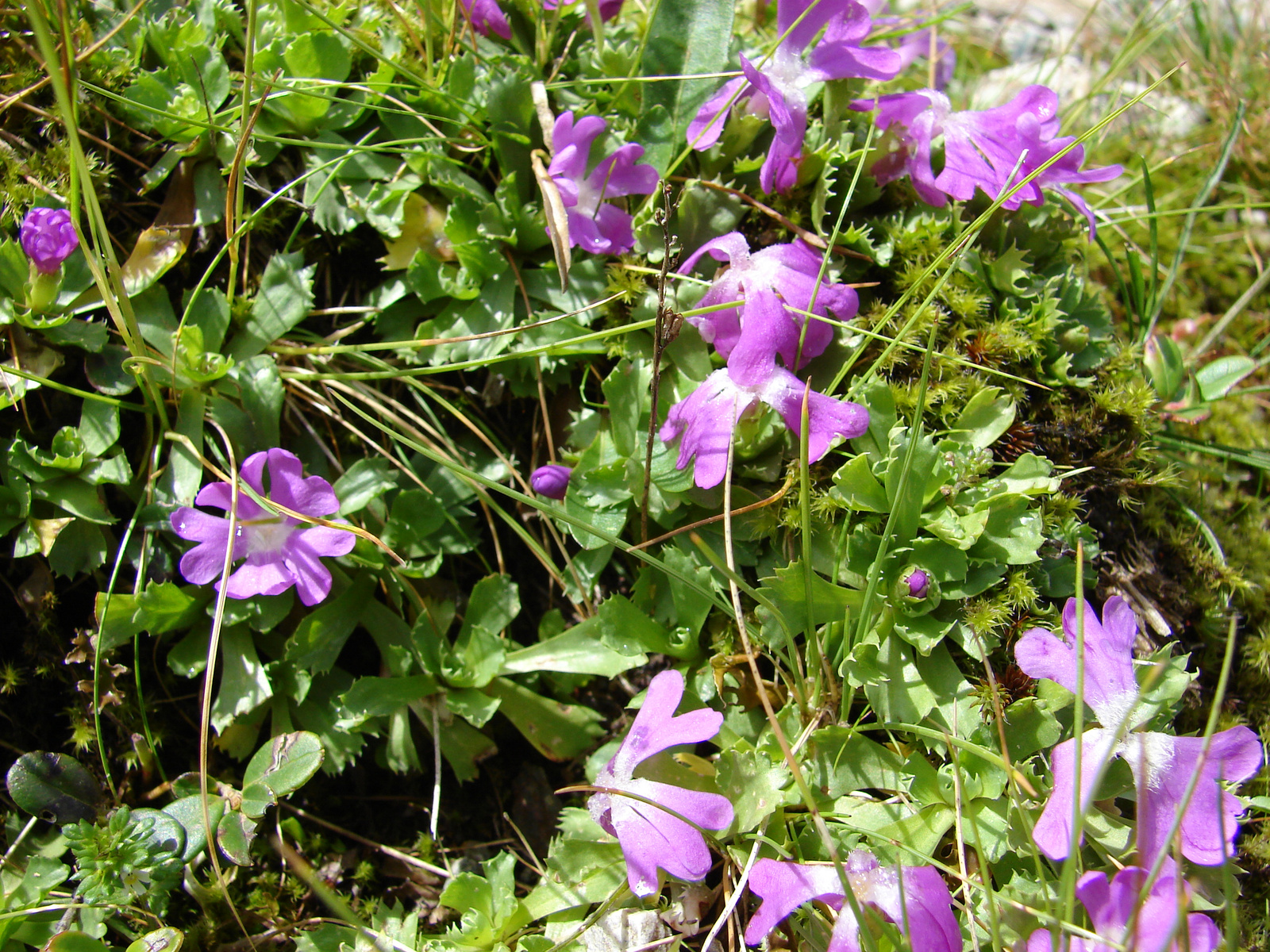 Törpe kankalin (Primula minima)