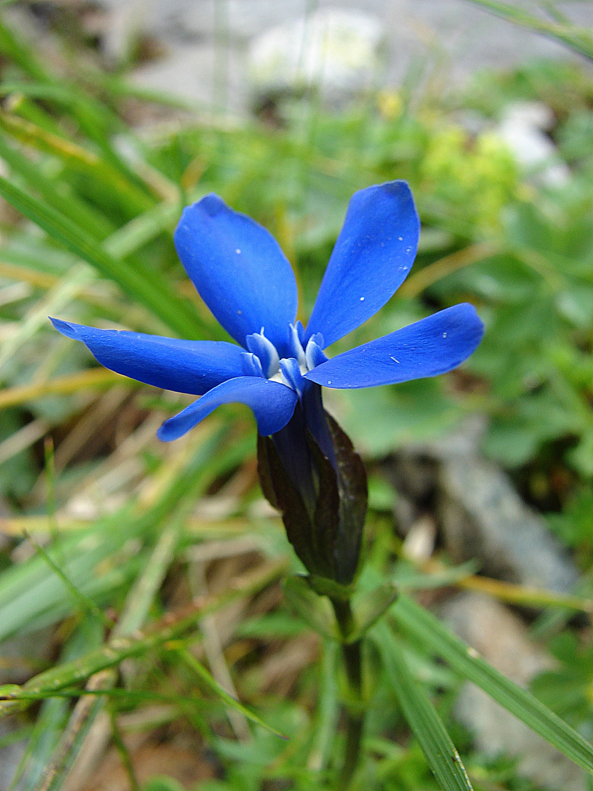 Tárnics (Gentiana bavarica)