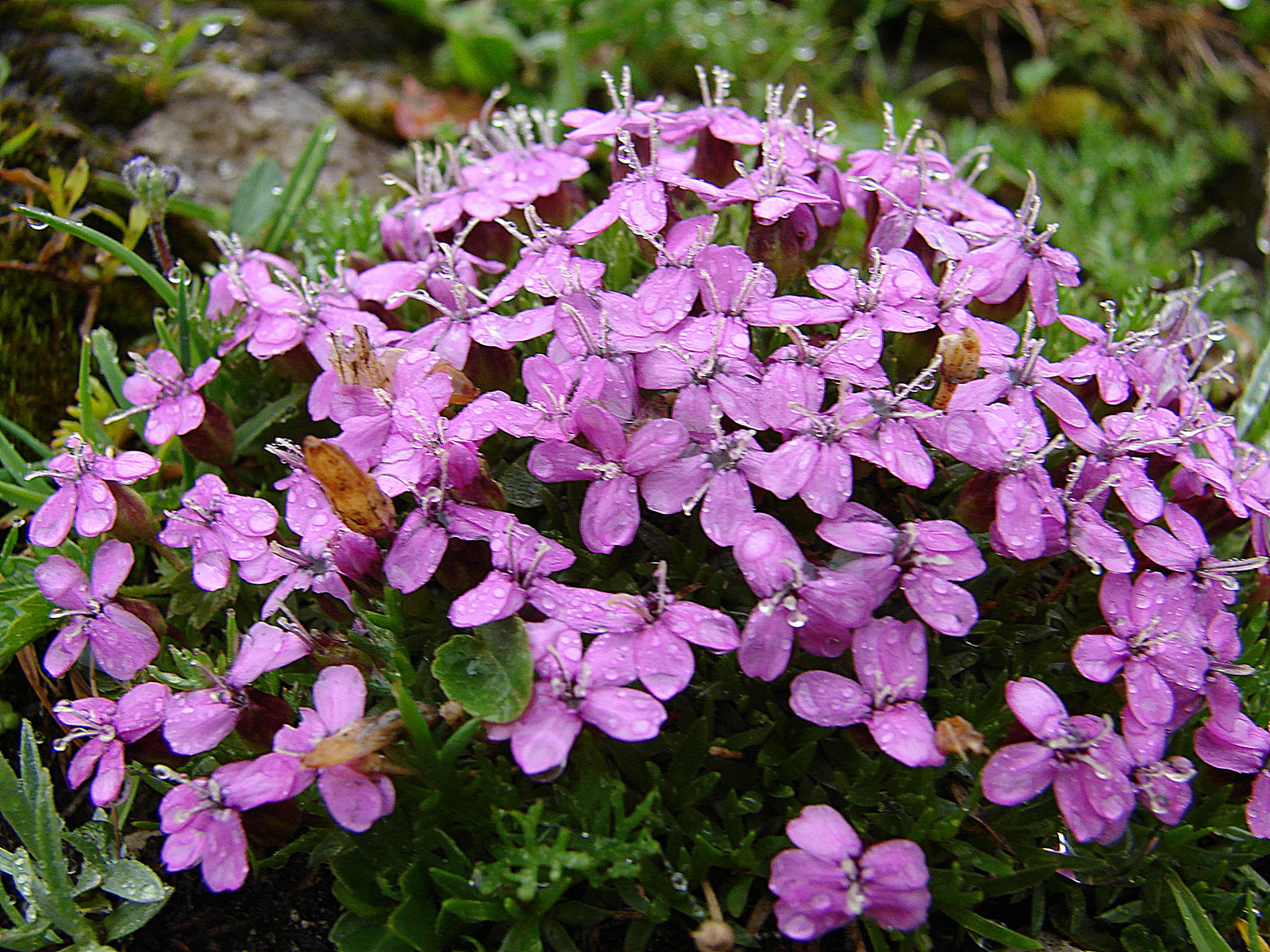 Törpe habszegfű (Silene acaulis)