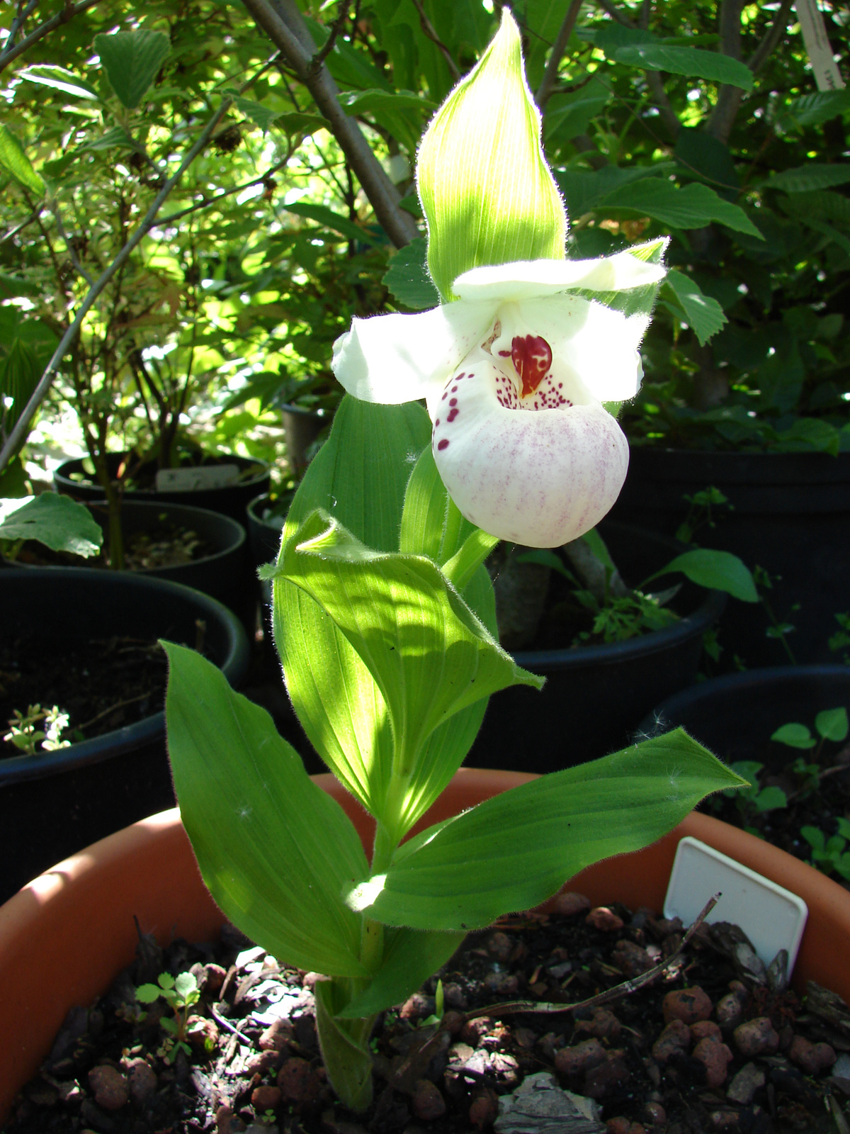 Cypripedium reginae "Ulla Silkens"