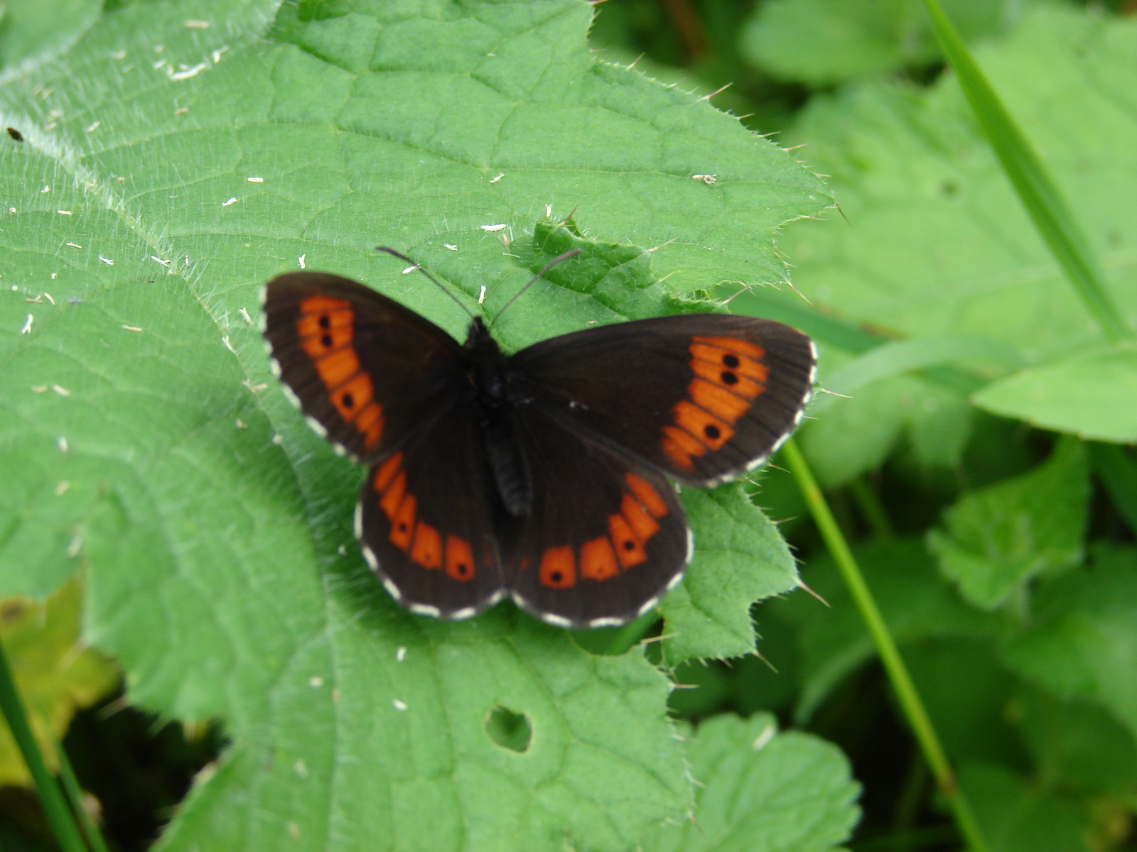 Kerekfoltú szerecsenlepke (Erebia medusa)