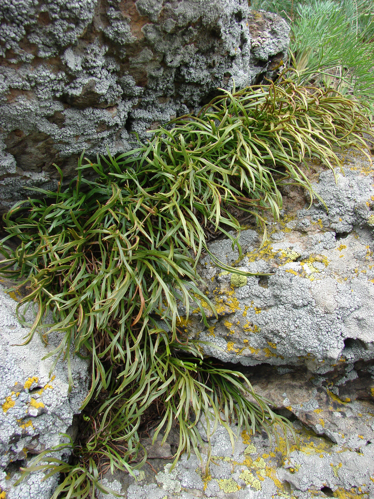 Északi fodorka (Asplenium septentrionale)