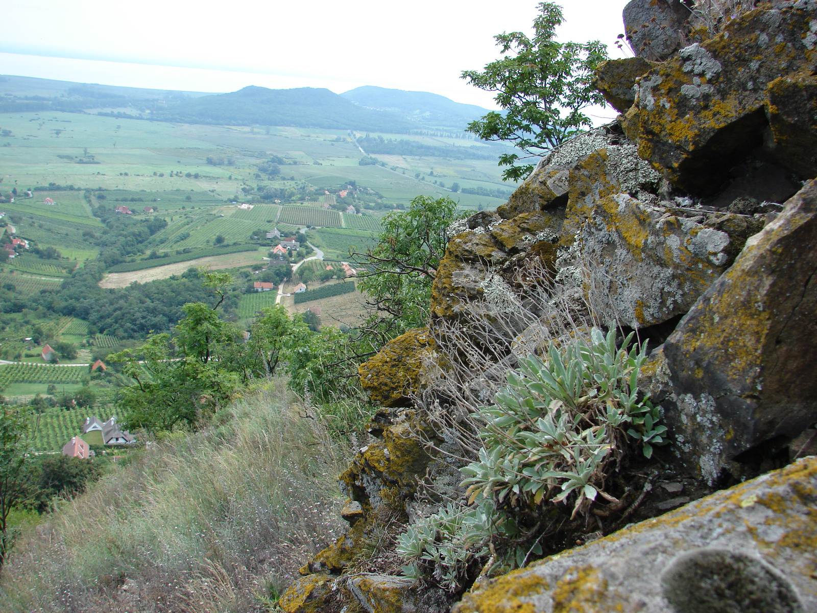 Szirti ternye (Aurinia saxatilis)