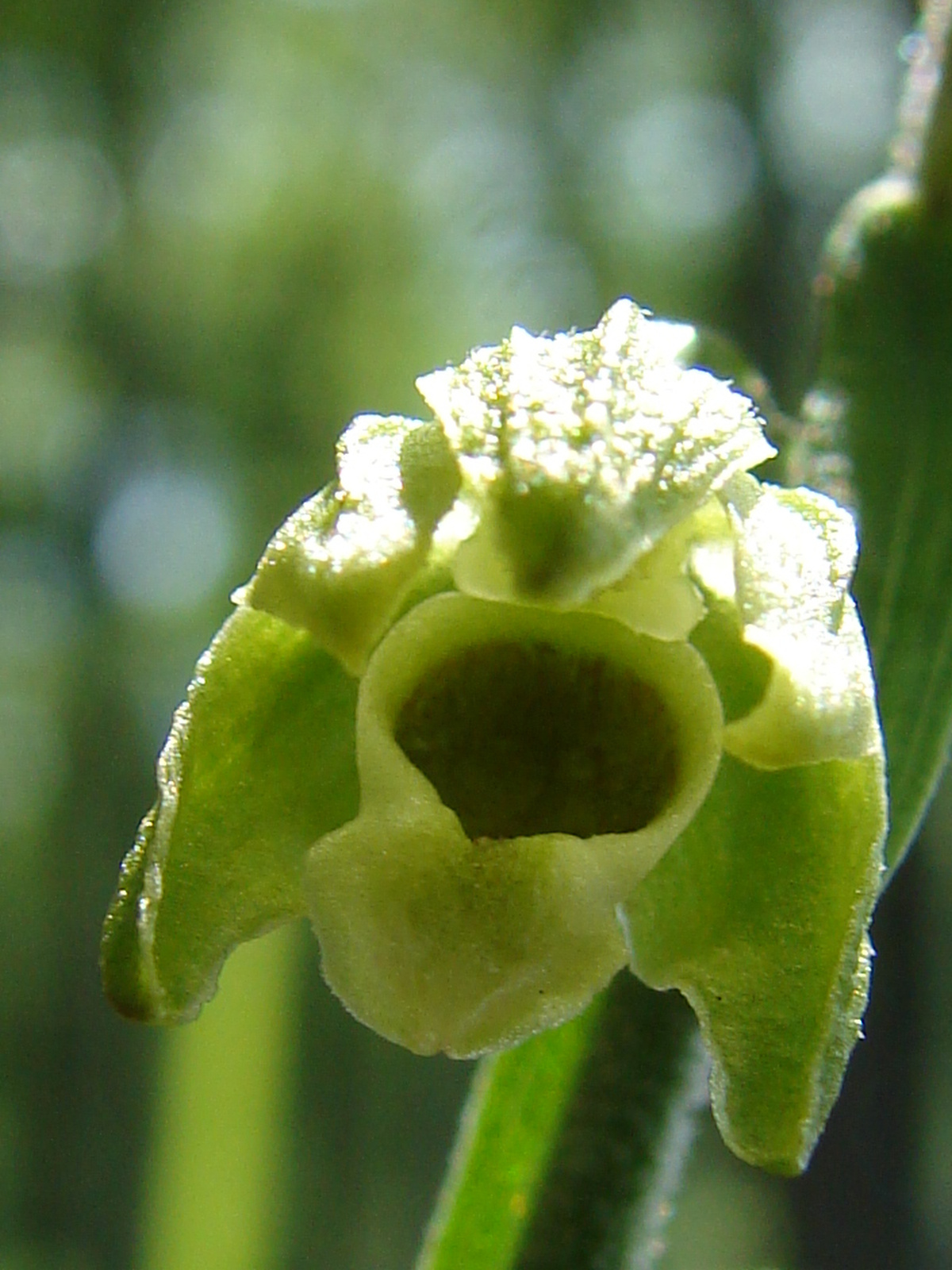 Pontuszi nöszőfű (Epipactis pontica)