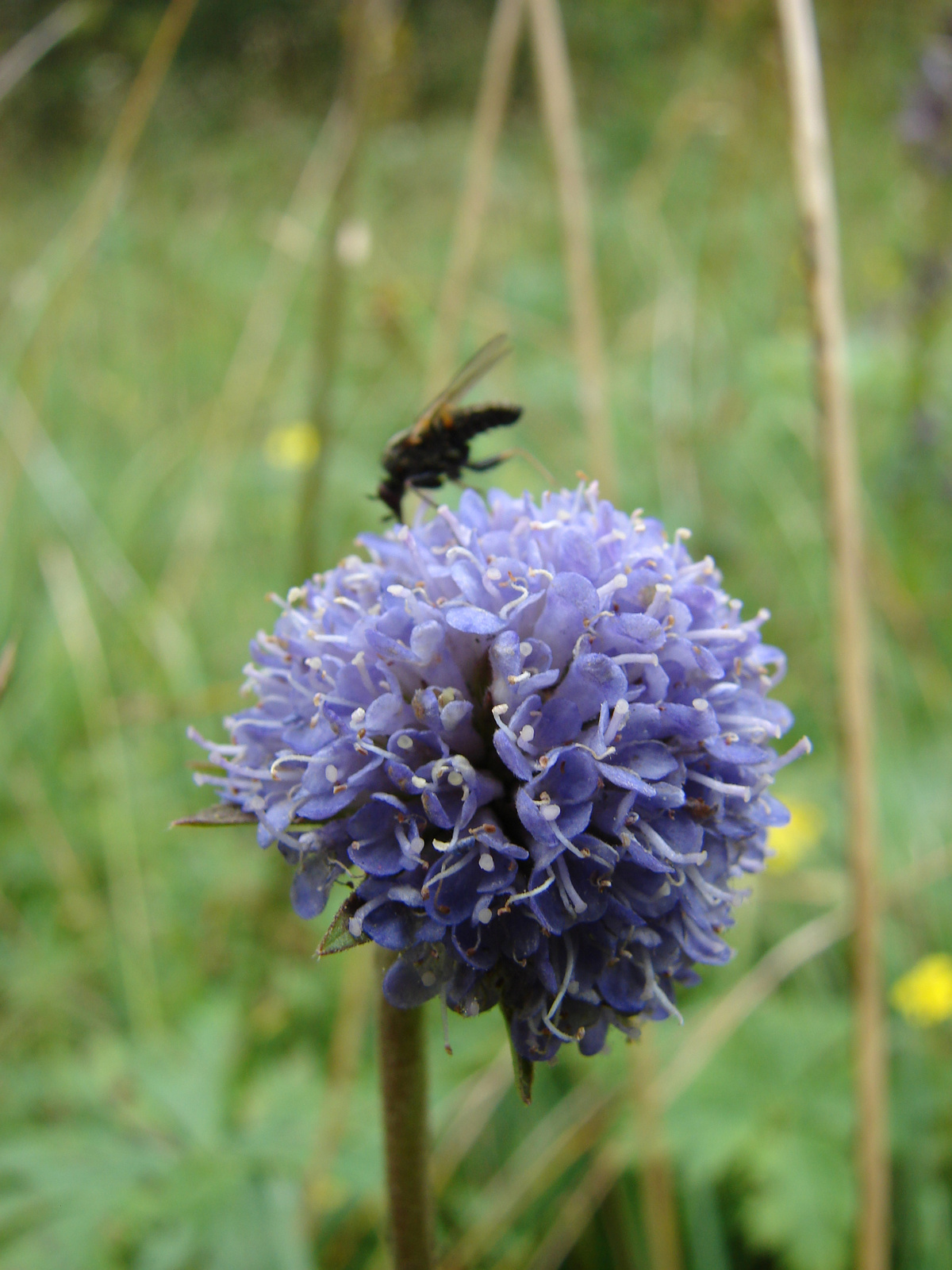 Ördögharaptafű (Succisa pratensis)