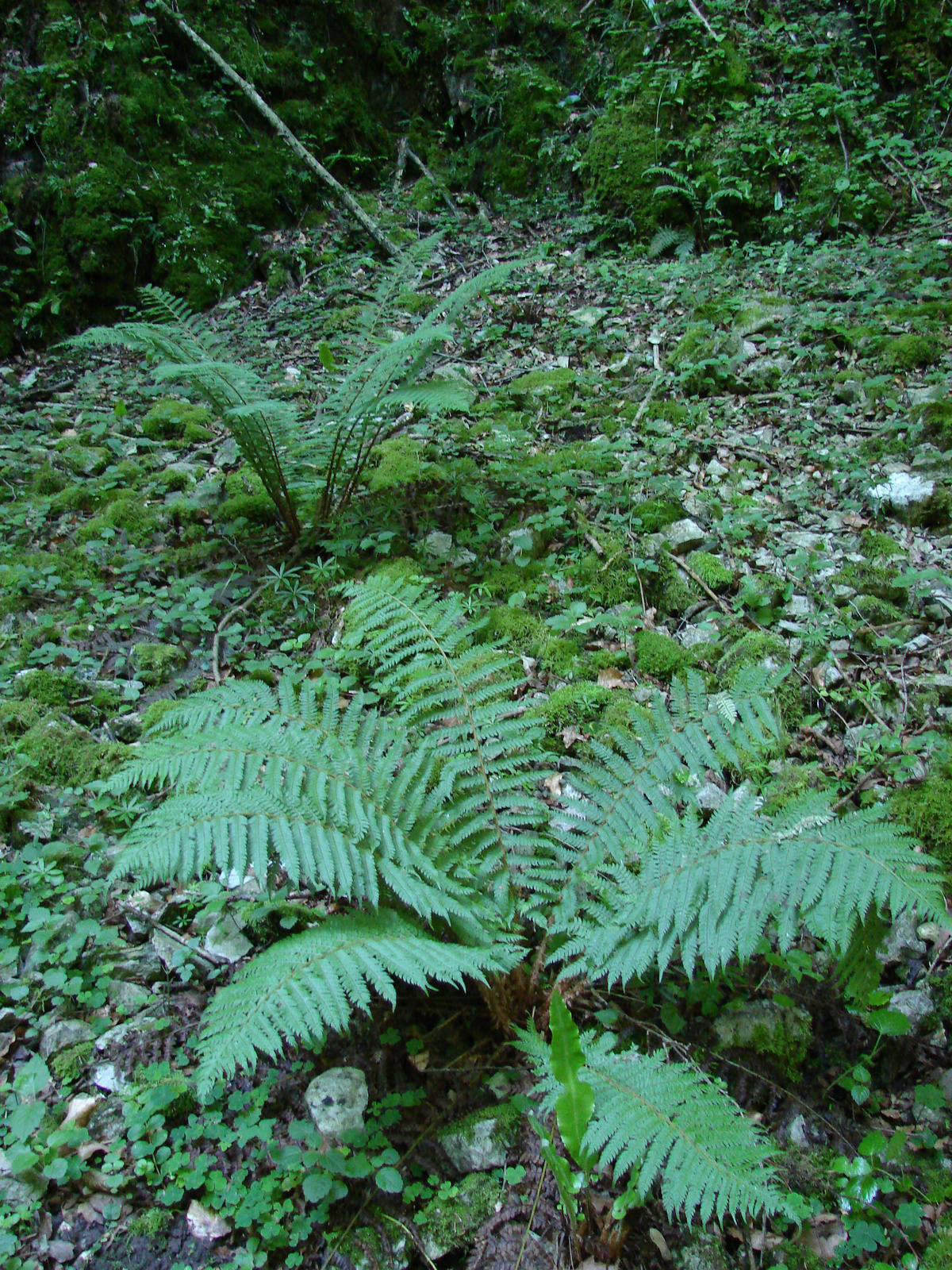 Díszes vesepáfrány (Polystichum setiferum)