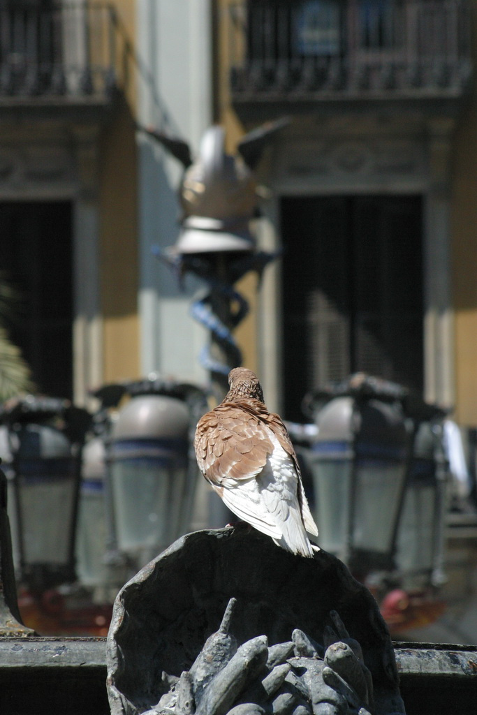 barcelona playa pigeon and light