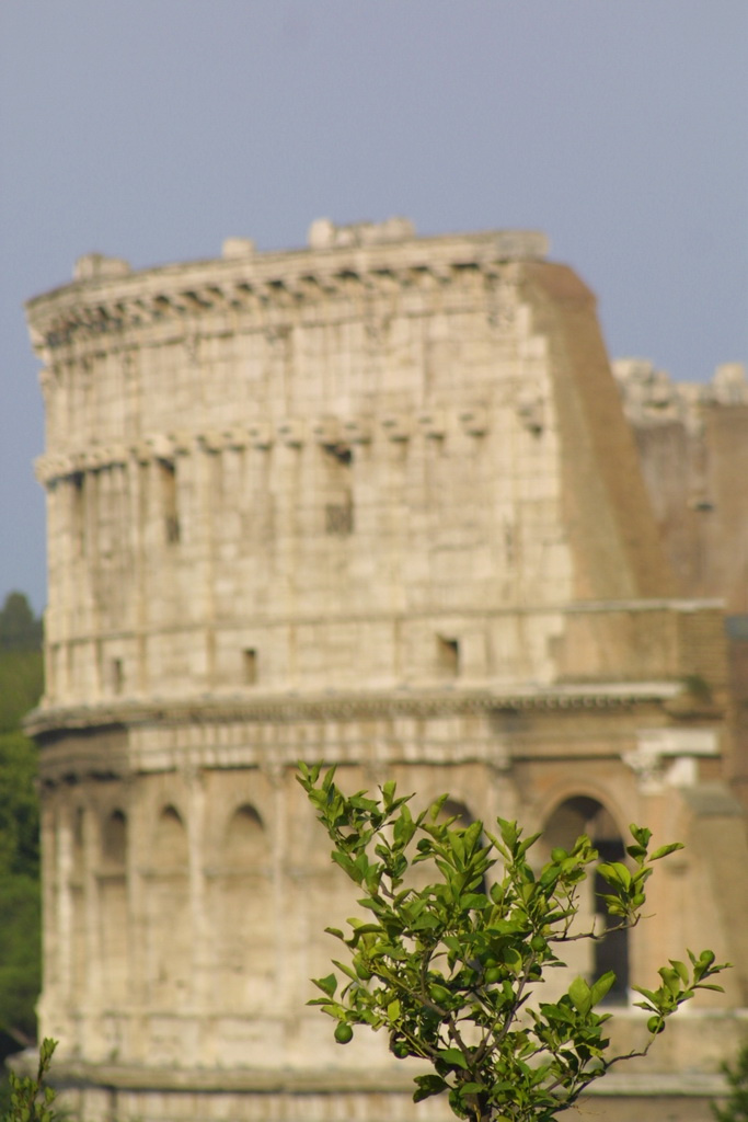 roma colosseum leaves of the past