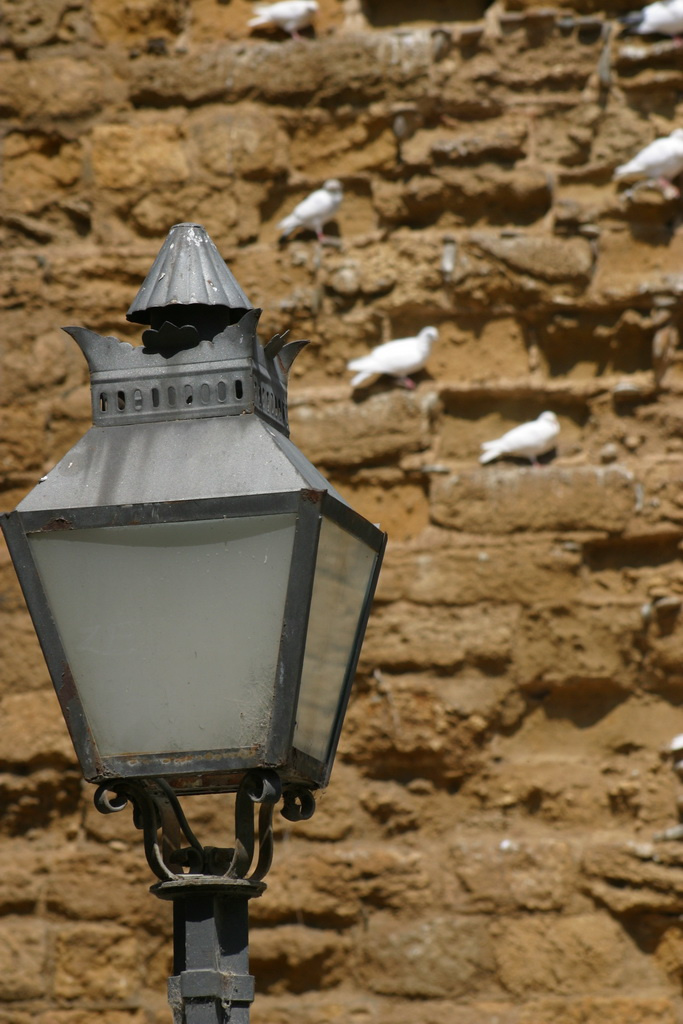 verona pigeons and lights