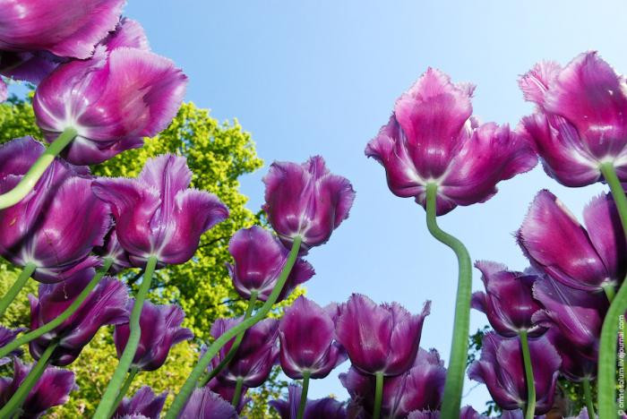 Flower-Park-Keukenhof-3