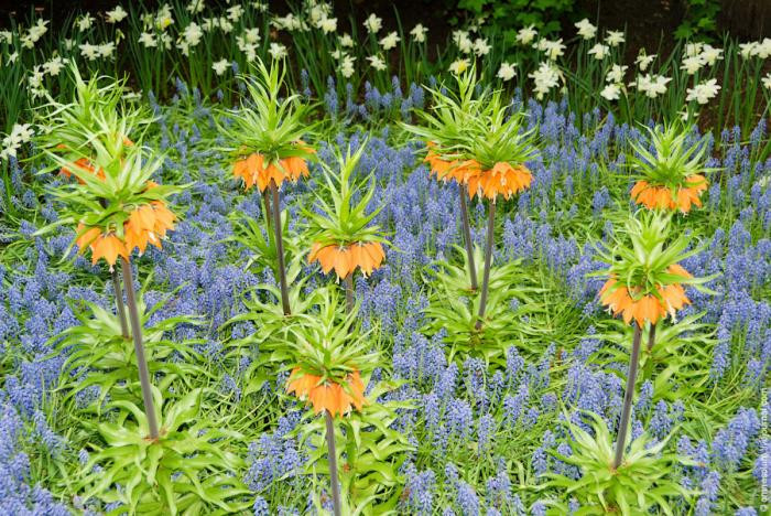 Flower-Park-Keukenhof-4