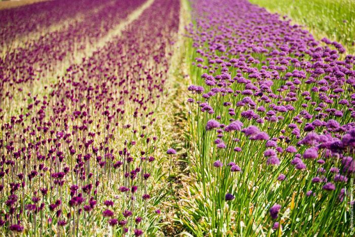 Flower-Park-Keukenhof-6