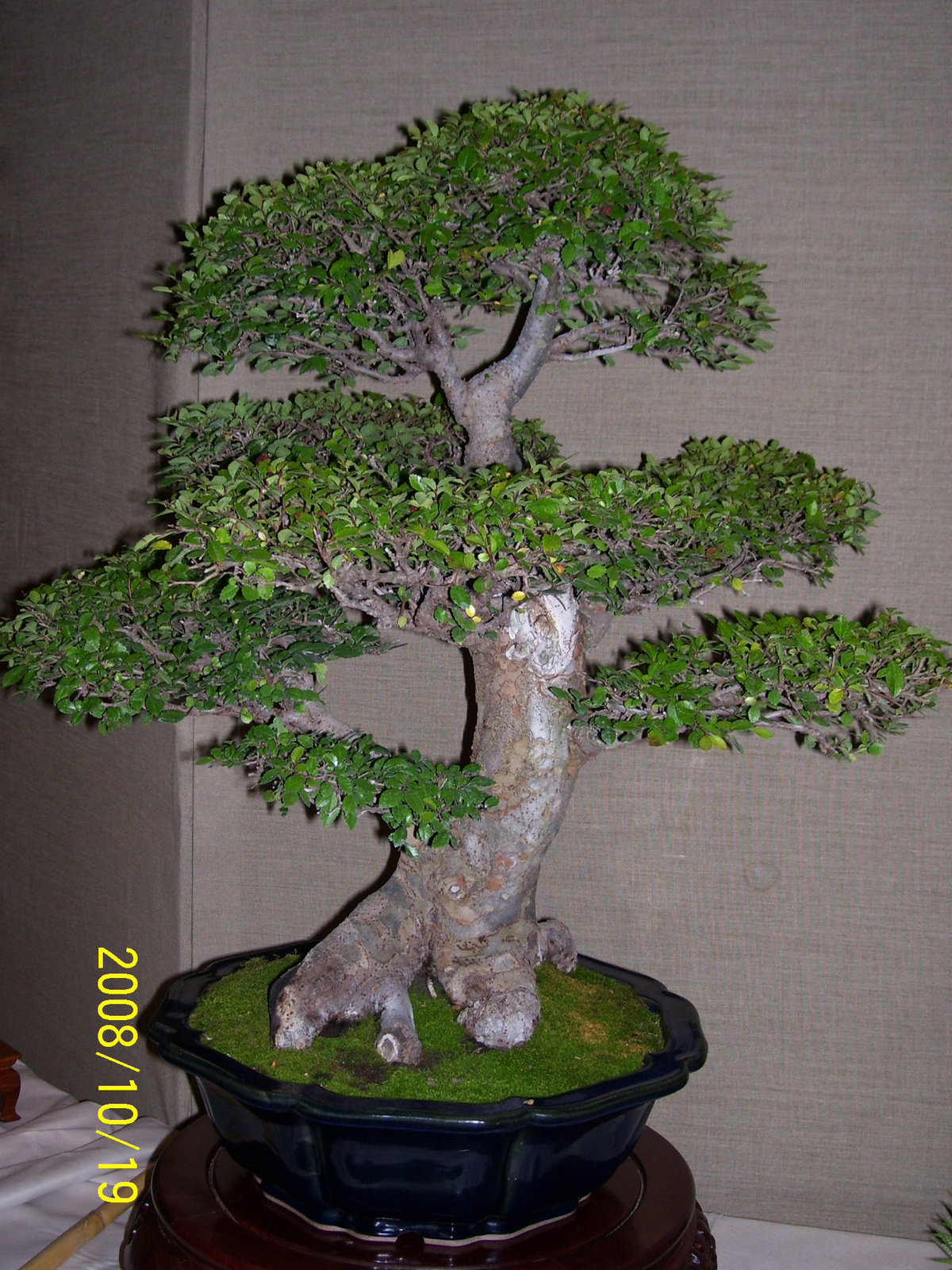 bonsai kinai szil