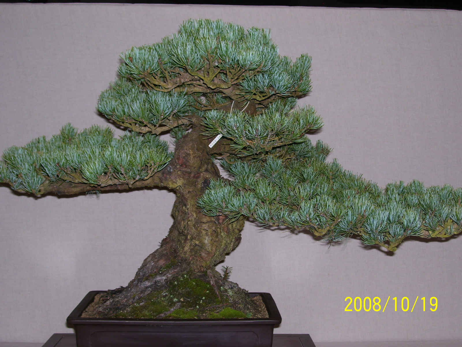 bonsai fenyő