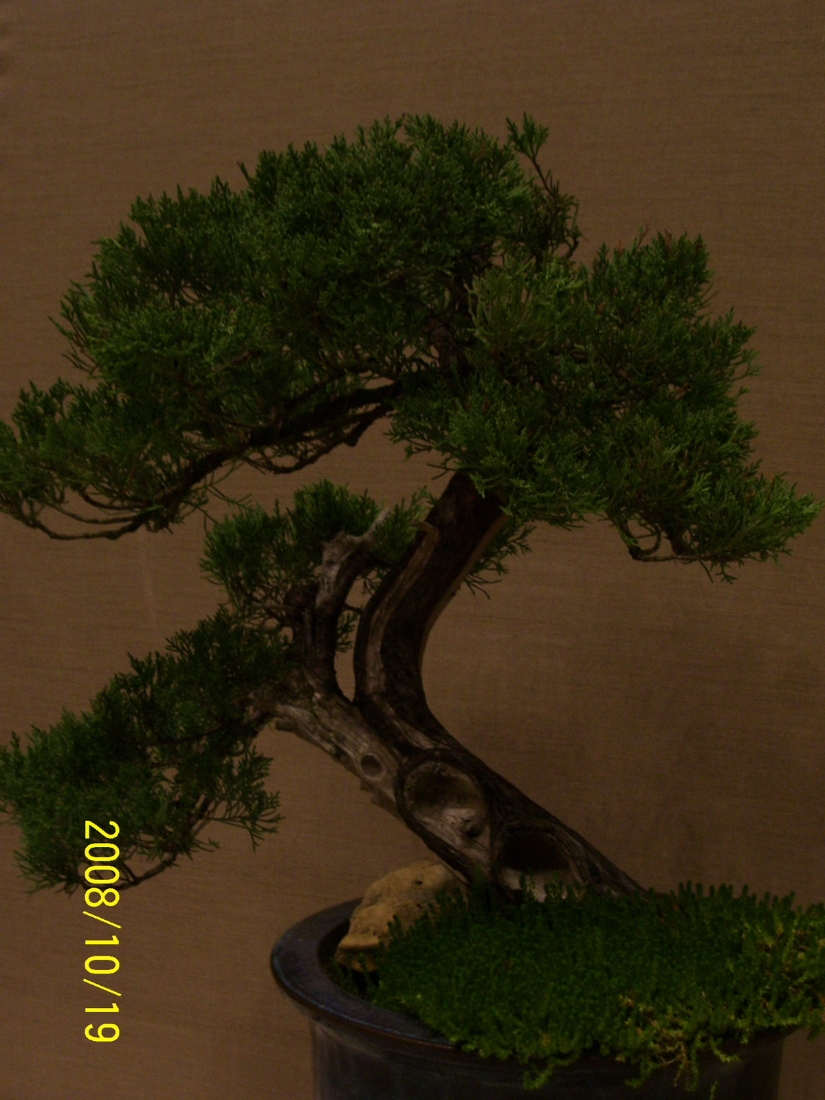 bonsai juniperus