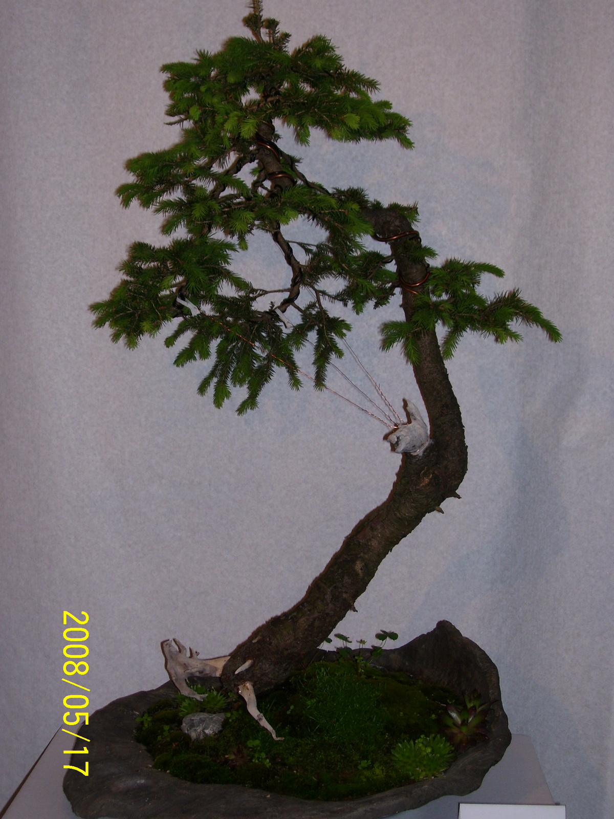 Höchstetten Bonsai27