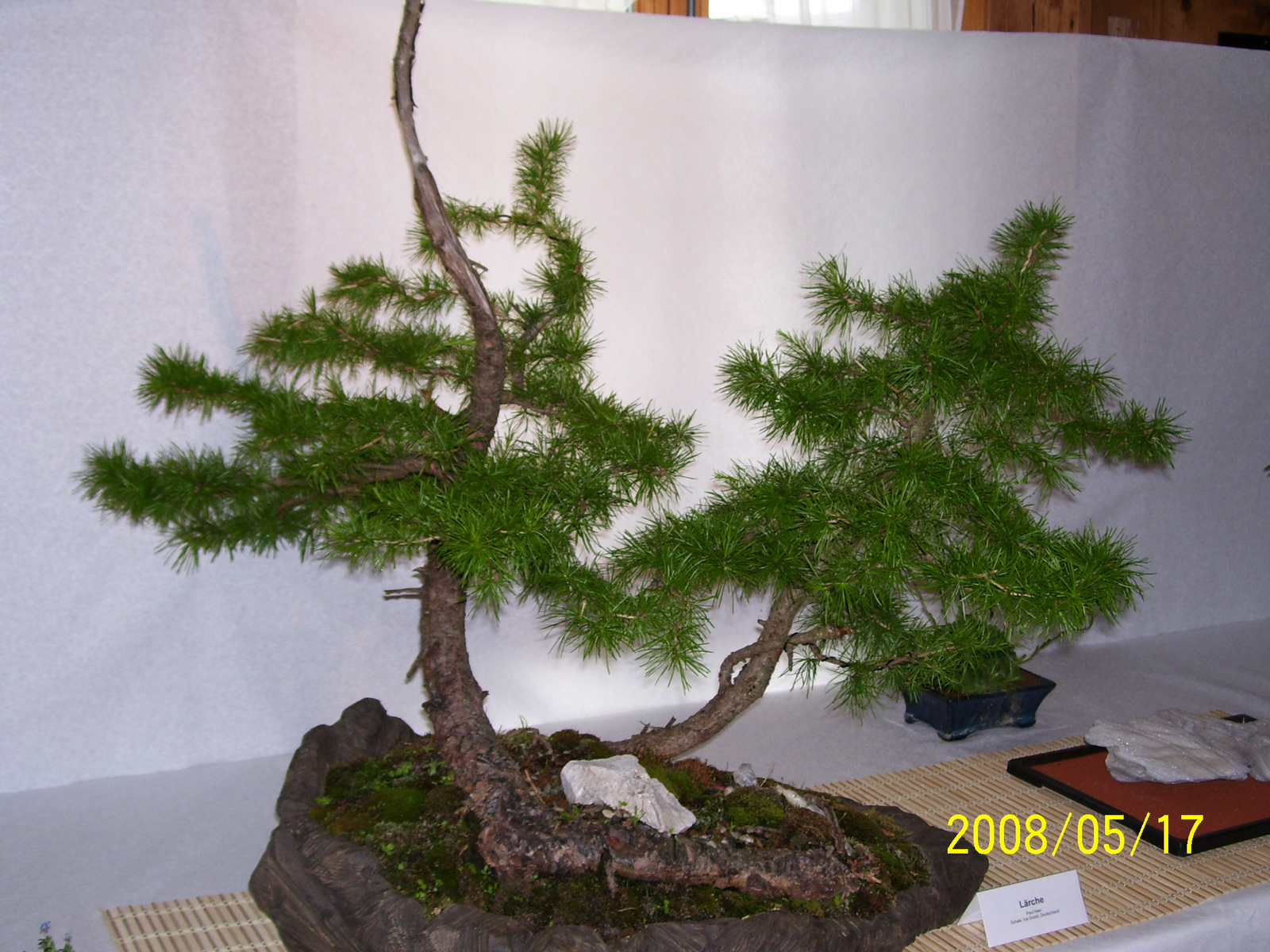 Höchstetten Bonsai31