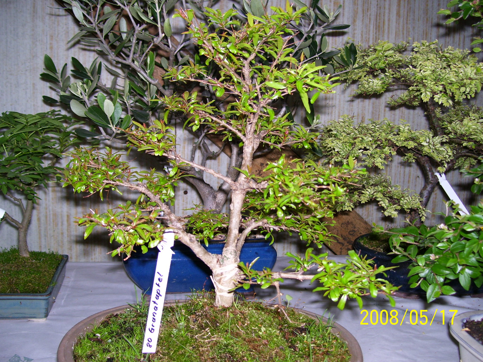 Höchstetten bonsai10