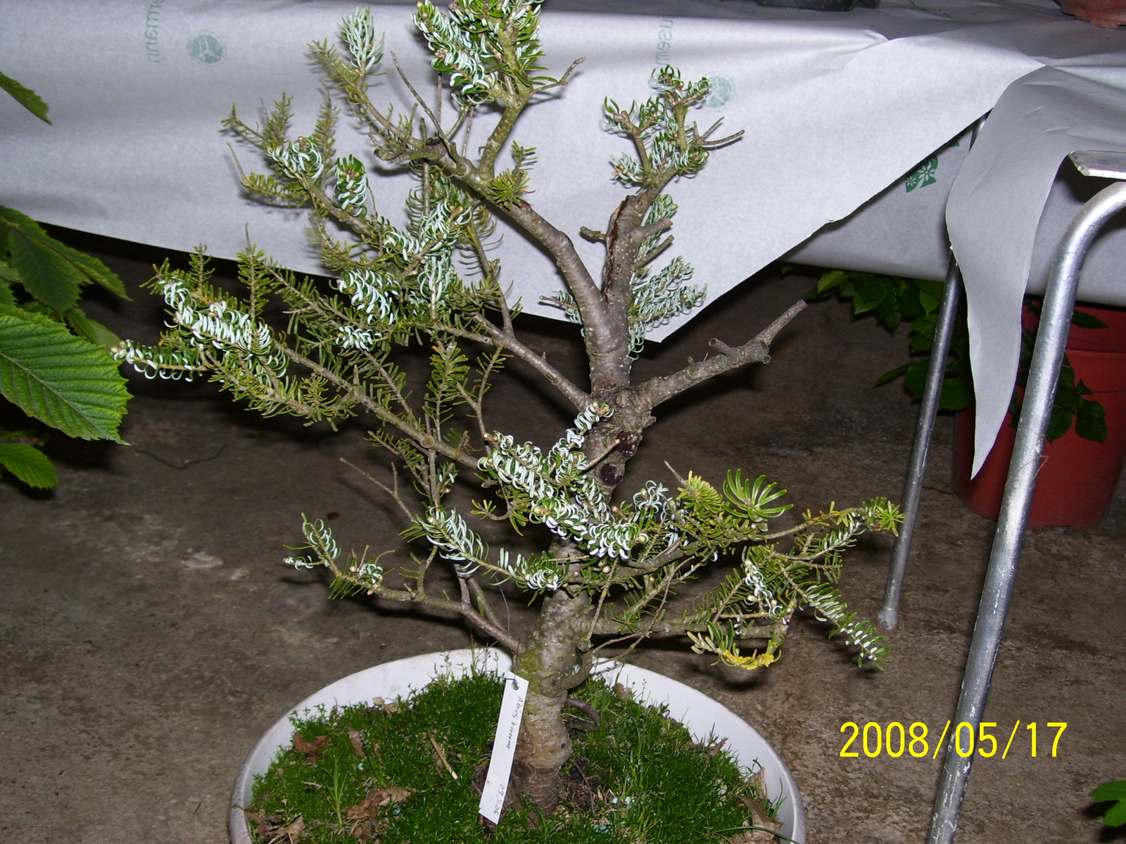 Höchstetten Bonsai20