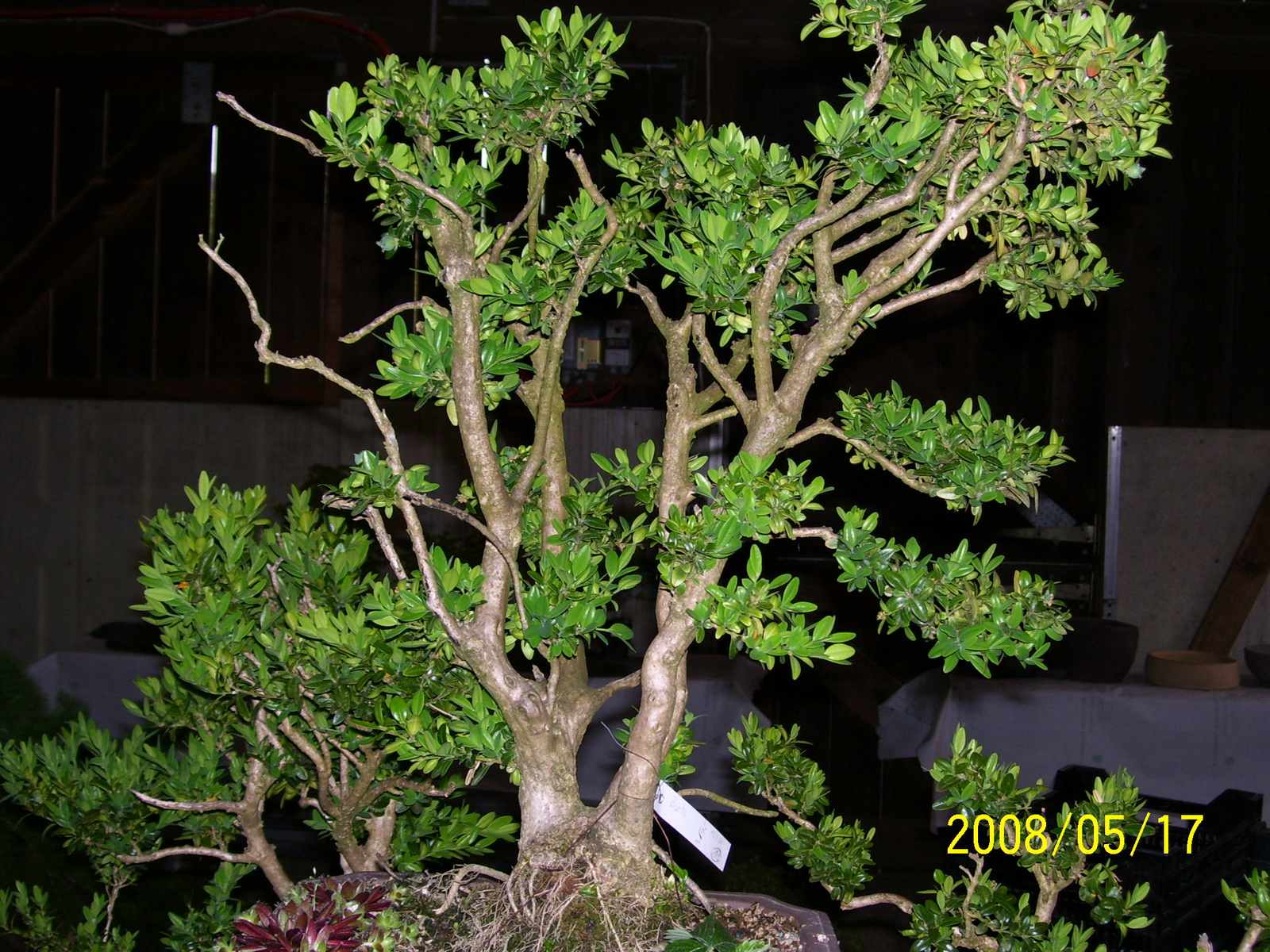 Höchstetten Bonsai22